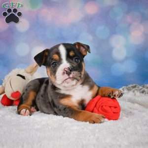 Mia, Miniature Bulldog Puppy